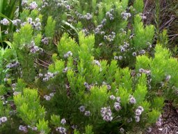 Serruria fucifolia