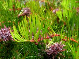 Serruria fucifolia curved stem