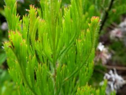 Serruria fucifolia leaves