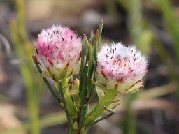 Serruria heterophylla