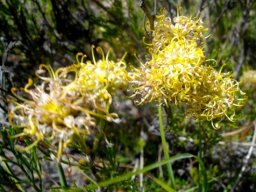 Serruria acrocarpa open flowers