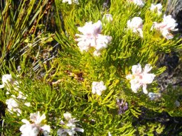 Serruria rubricaulis