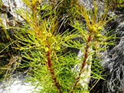 Serruria fasciflora