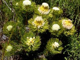 Serruria villosa