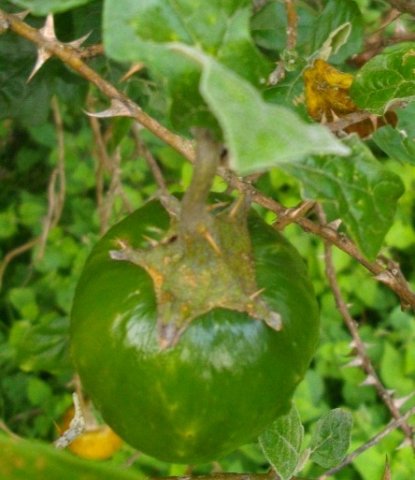 Solanum aculeastrum calyx on a fruit