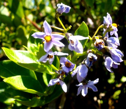 Solanum africanum shiny leaves