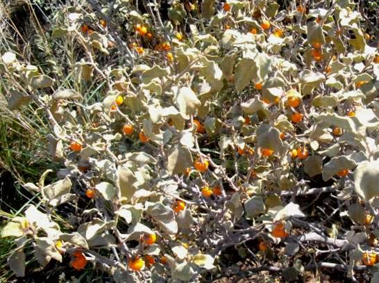 Solanum tomentosum