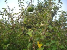 Solanum