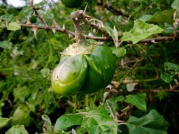 Solanum aculeastrum with deformities