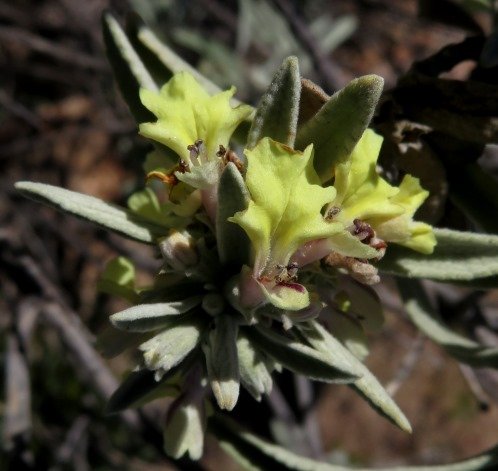 Stachys rugosa flowering stem-tip