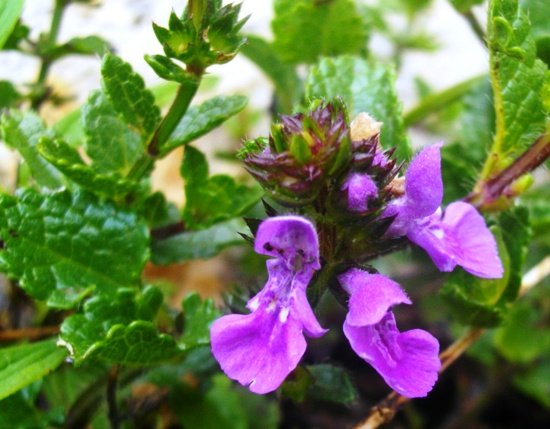 Stachys aethiopica