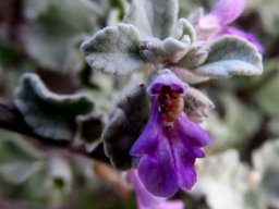 Stachys cuneata flower