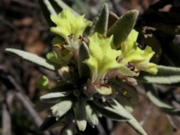 Stachys rugosa flowering stem-tip