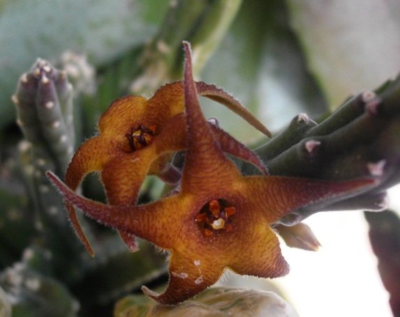 Stapelia hirsuta var. hirsuta