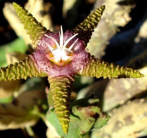 Stapelia flavopurpurea coronas in the flower centre