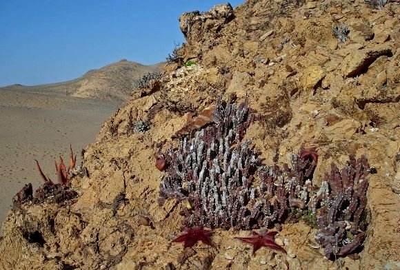 Stapelia hirsuta var. gariepensis coping with little