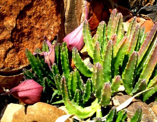 Stapelia gigantea buds