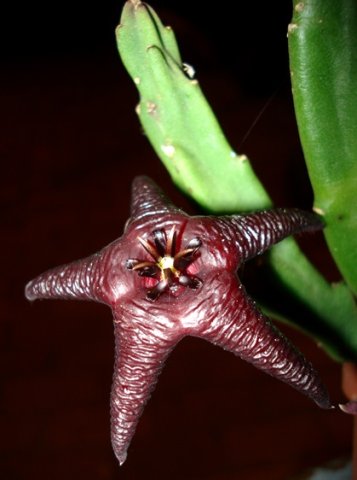 Stapelia hirsuta var. baylissii