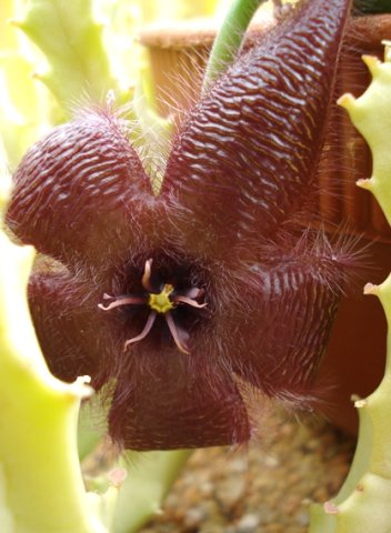 Stapelia hirsuta var. hirsuta