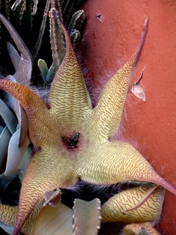 Stapelia gigantea and its pollinators