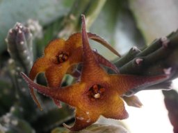 Stapelia hirsuta var. hirsuta