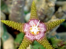 Stapelia flavopurpurea flower