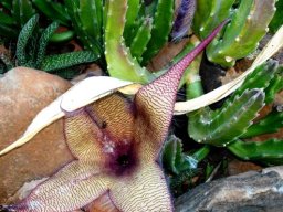 Stapelia gigantea flower