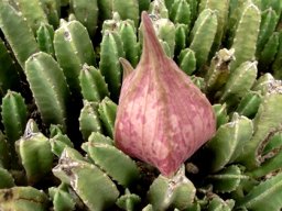 Stapelia gigantea bud