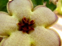 Stapelia grandiflora var. conformis