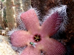 Stapelia grandiflora var. grandiflora and fly