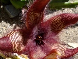Stapelia hirsuta, a hairy subject