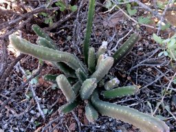 Stapelia