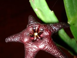 Stapelia hirsuta var. baylissii