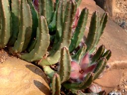 Stapelia hirsuta var. tsomoensis