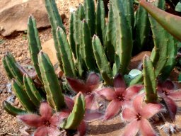 Stapelia hirsuta var. tsomoensis stems