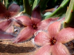 Stapelia hirsuta var. tsomoensis flowers