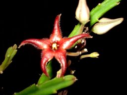 Stapelia hirsuta var. baylissii more relaxed