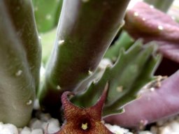 Stapelia rufa flower