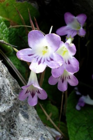 Streptocarpus cyaneus subsp. cyaneus flowers