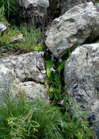 Streptocarpus cyaneus subsp. cyaneus in its Mpumalanga habitat