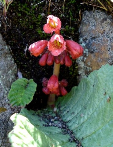 Streptocarpus dunnii budds