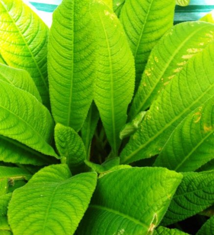 Streptocarpus floribundus