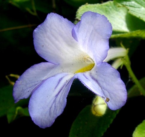 Streptocarpus formosus flower