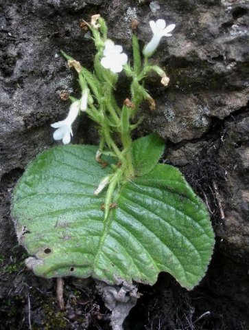 Streptocarpus pusillus