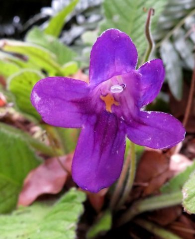 Streptocarpus species, cultivar or hybrid
