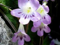 Streptocarpus cyaneus subsp. cyaneus flowers