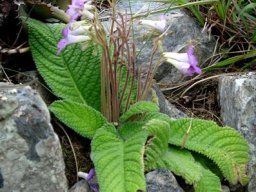 Streptocarpus cyaneus subsp. cyaneus leaves