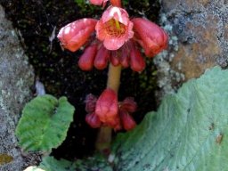 Streptocarpus dunnii budds