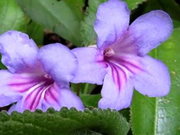 Streptocarpus primulifolius flowers