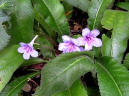 Streptocarpus primulifolius